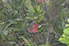 Ixora notoniana